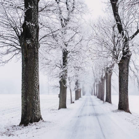 snow-covered road